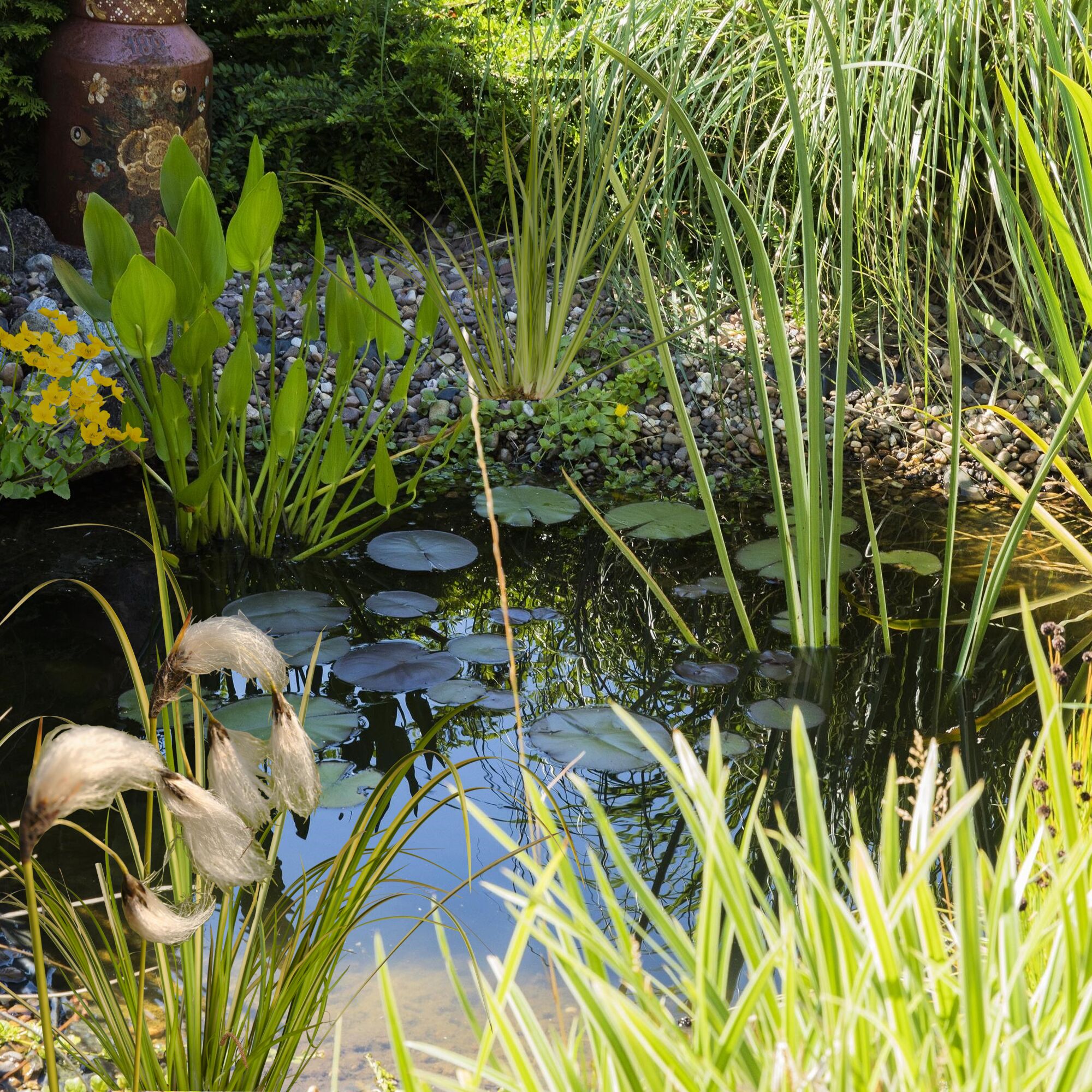 Gartenteich mit Seerosen und Schilf