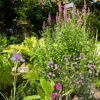Blühender Gartenteich mit Seerosen und Iris