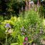 Blühender Gartenteich mit Seerosen und Iris