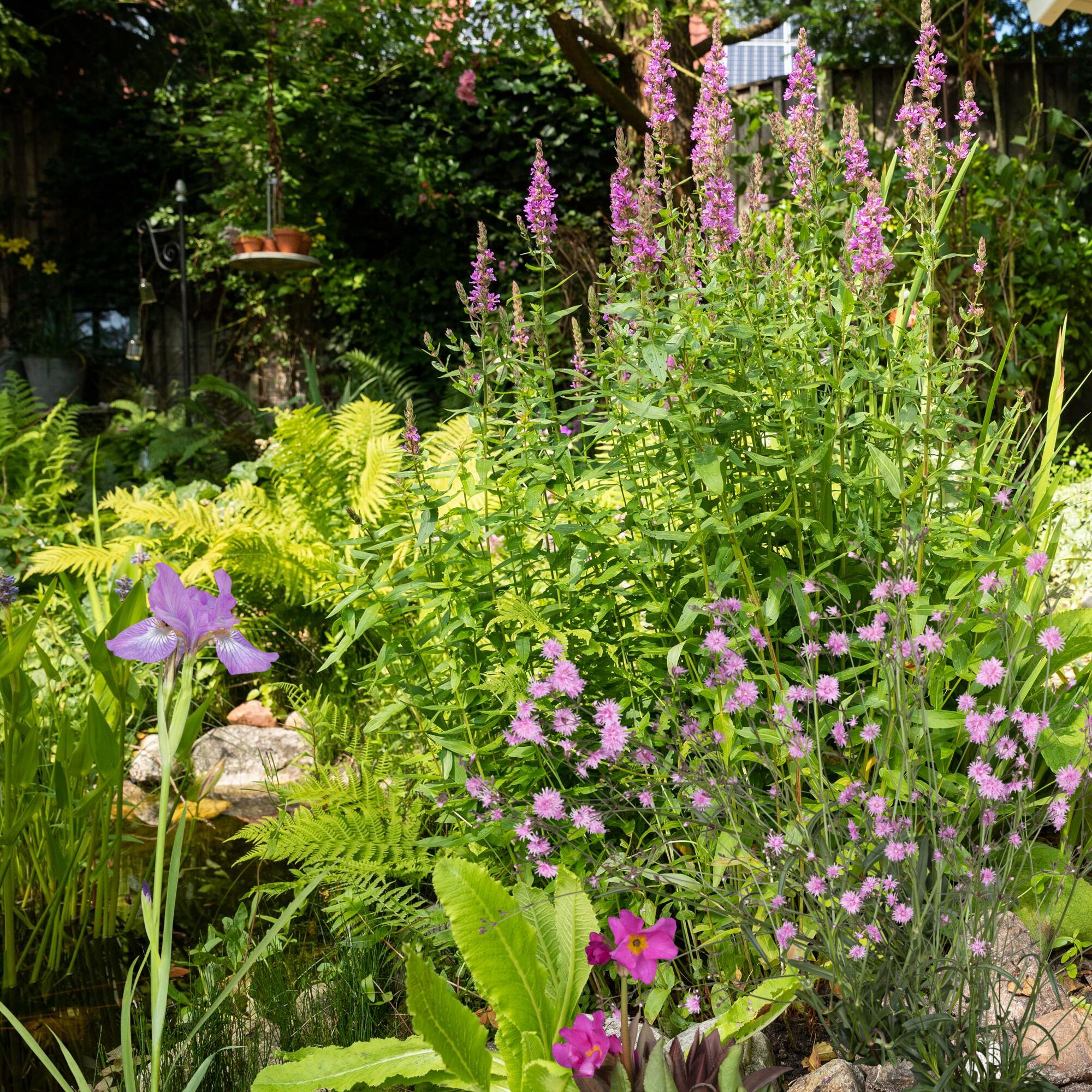 Blühender Gartenteich mit Seerosen und Iris