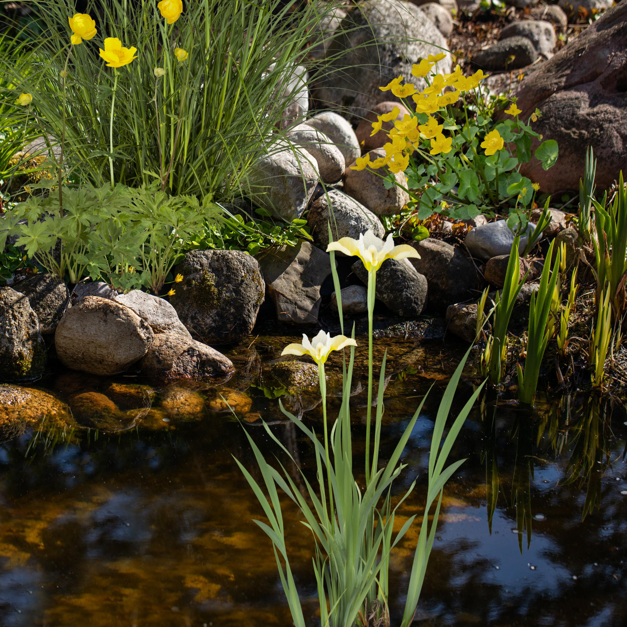 Wasserpflanzen-Mix 'Gelbe Blüten' 6er-Set + product picture