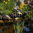 Verkleinertes Bild von Wasserpflanzen-Mix 'Gelbe Blüten' 6er-Set