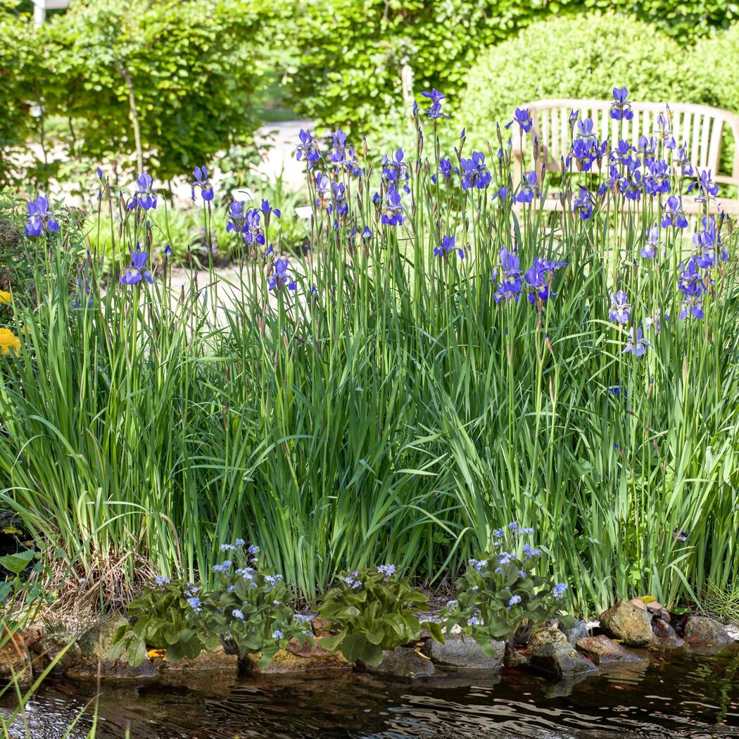 Blaue Iris am Ufer eines Teichs