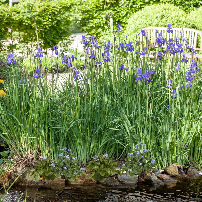Blaue Iris am Ufer eines Teichs
