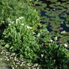 Wasserpflanzen-Mix 'Weiße Blüten' 6er-Set
