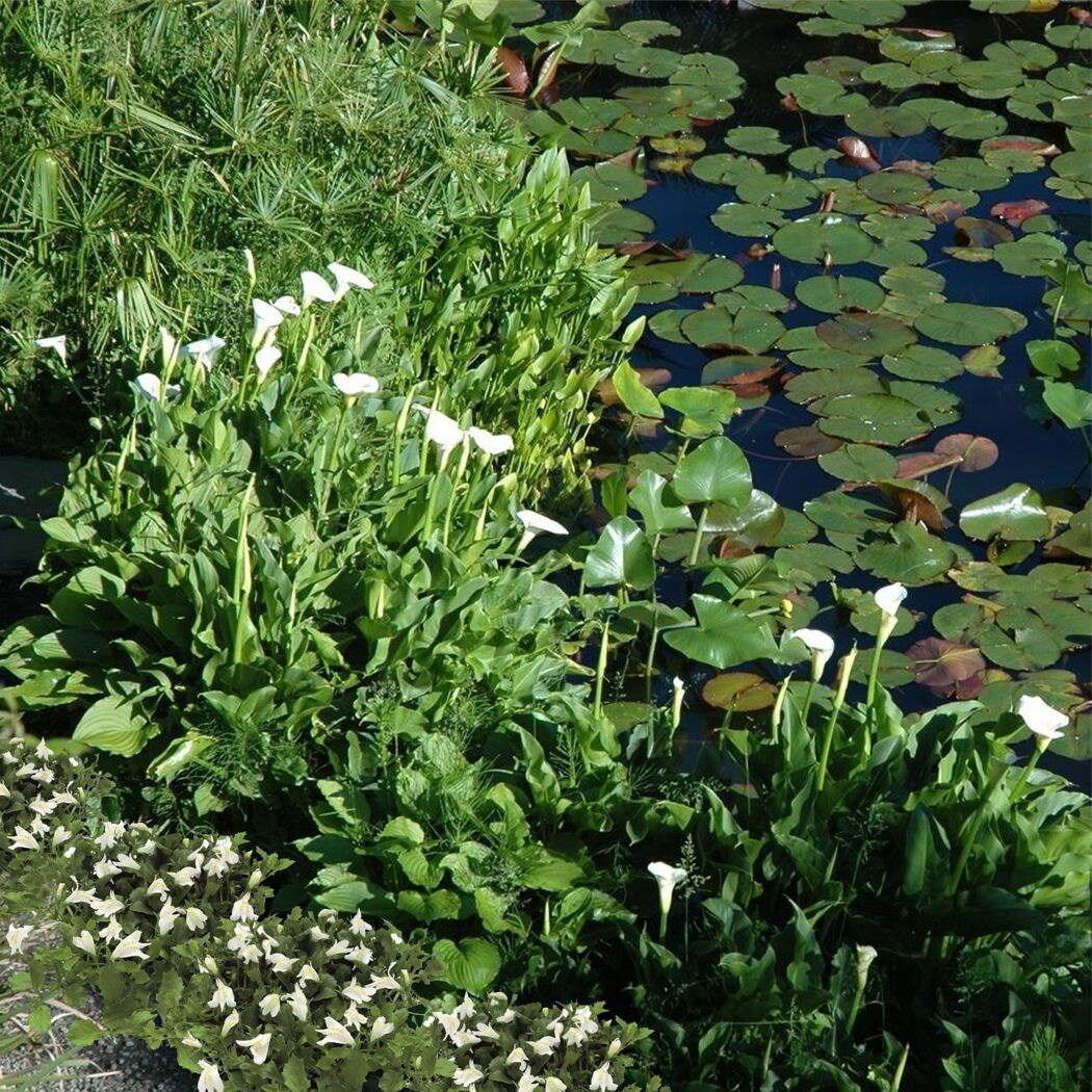 Wasserpflanzen-Mix 'Weiße Blüten' 6er-Set