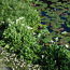 Verkleinertes Bild von Wasserpflanzen-Mix 'Weiße Blüten' 6er-Set