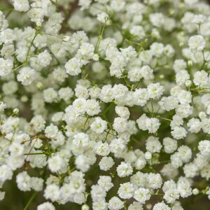 Schleierkraut 'Summer Sparkles®' 19 cm Topf