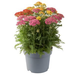 Scharfgarbe Trio 19 cm Topf
