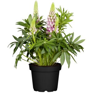 Lupine 'West Country' 19 cm Topf