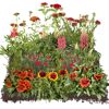 Rote und gelbe Blumen in der Erde
