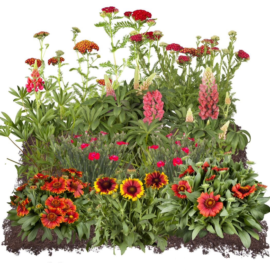 Rote und gelbe Blumen in der Erde