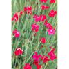 Rote Blüten auf grünen Stielen