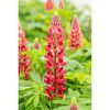 Rote Lupinenblüte