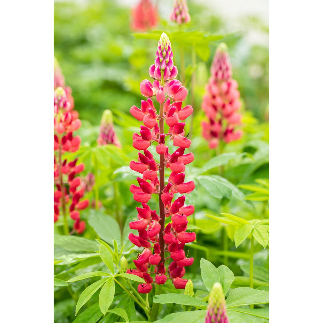 Rote Lupinenblüte