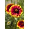 Rote und gelbe Blume mit verschwommenem Hintergrund.