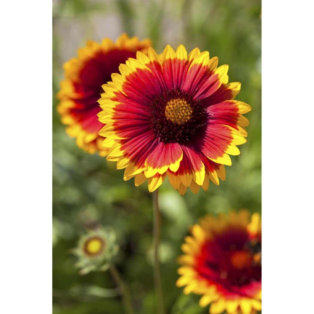 Rote und gelbe Blume mit verschwommenem Hintergrund.