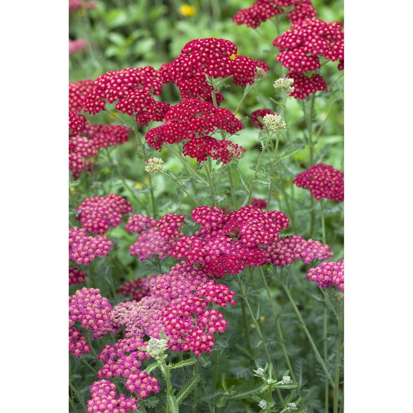 Rote Schafgarbenblüten