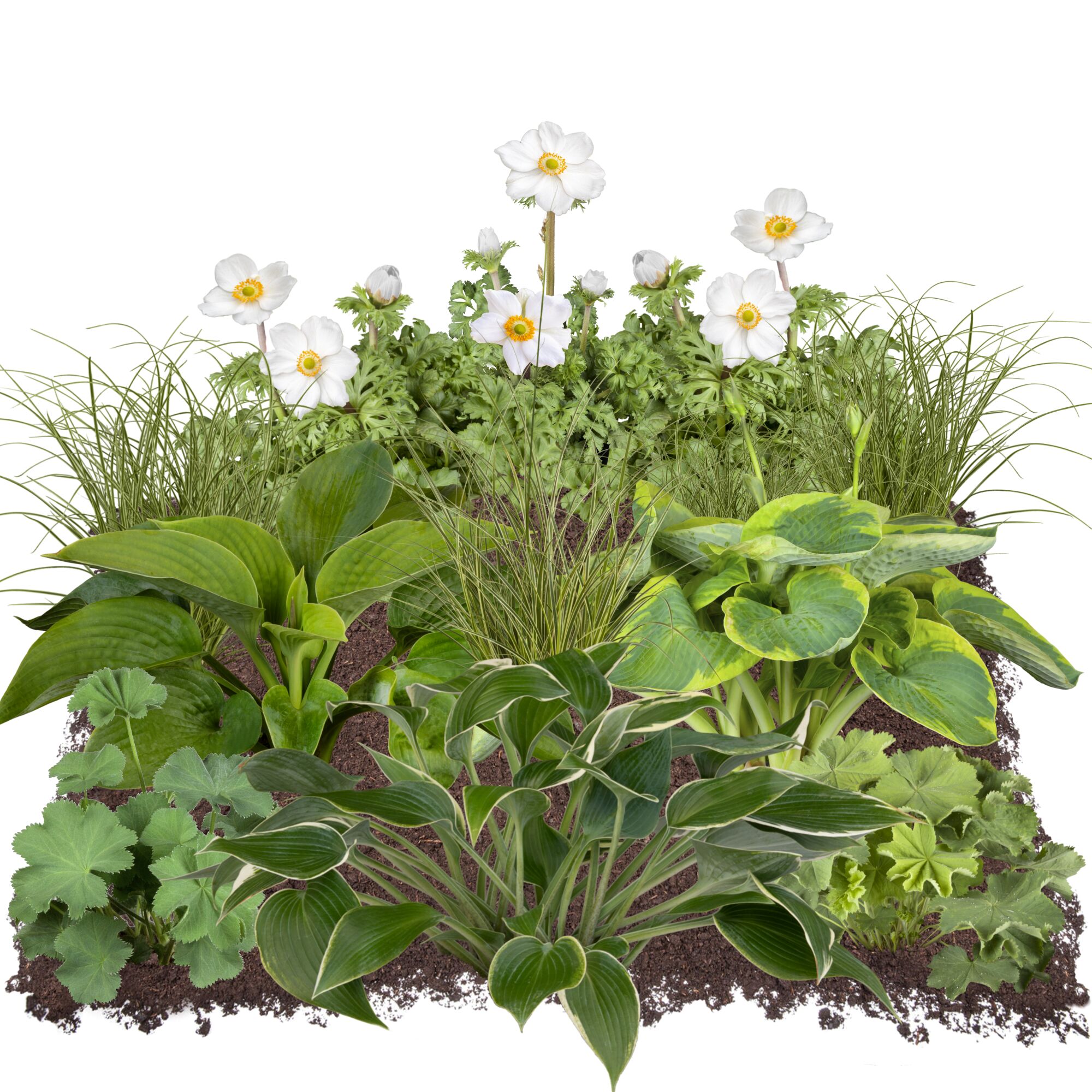 Gartenpflanzen: weiße Blüten und grüne Blätter