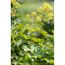 Gelbe Blüten auf grünen Stielen