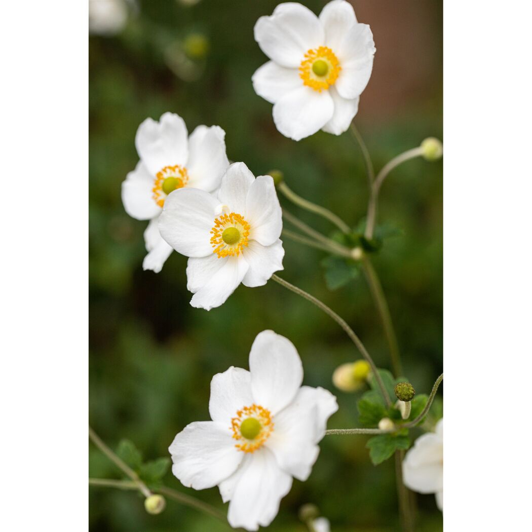 Weiße Blüten mit gelber Mitte