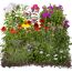 Blühende Gartenblumen
