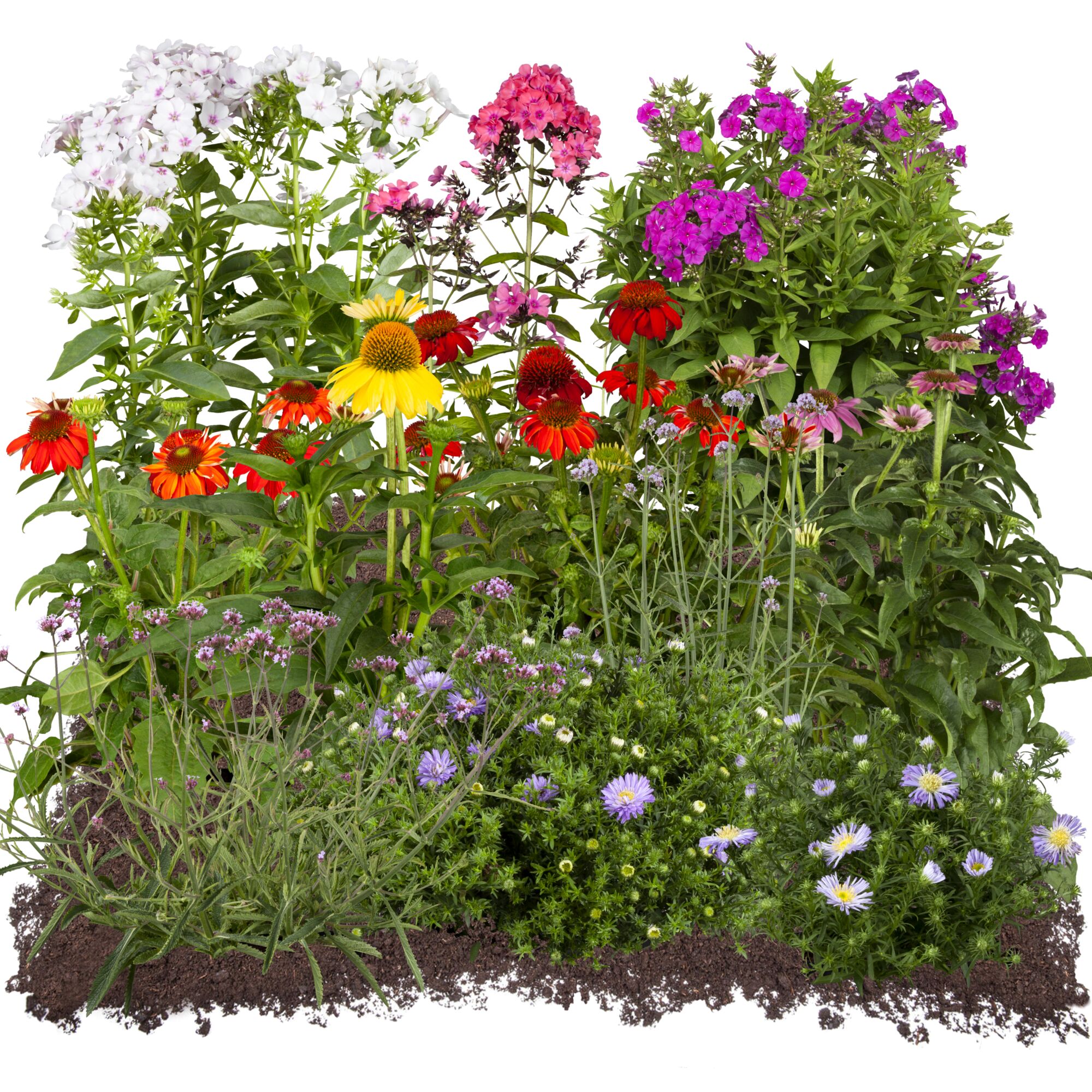 Blühende Gartenblumen