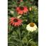 Rote und gelbe Sonnenhutblüten