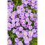 Lila Aster Blüten