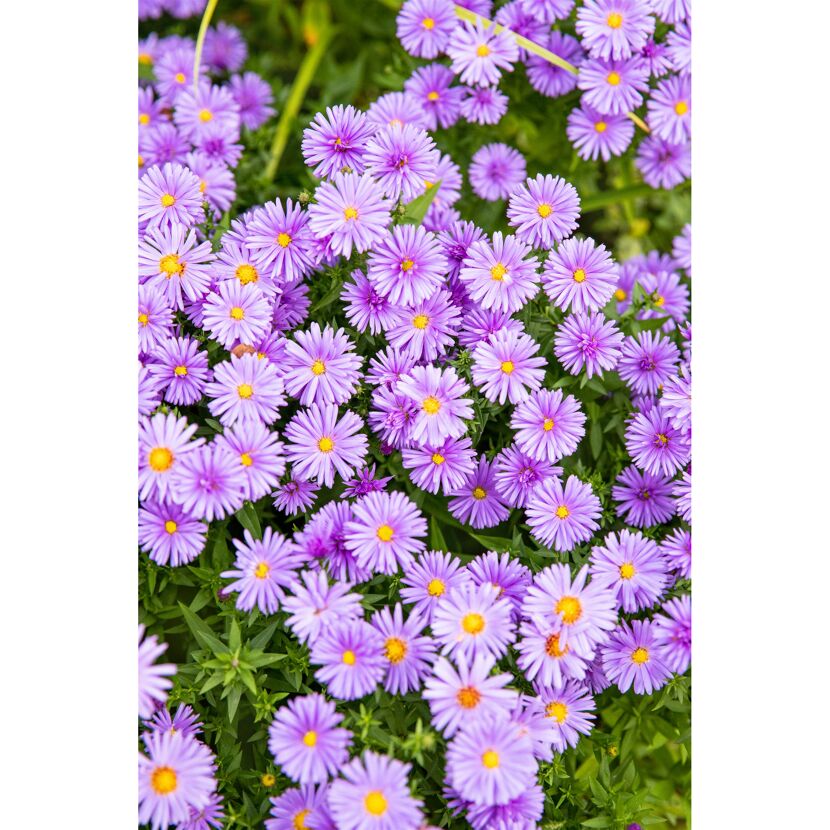 Lila Aster Blüten