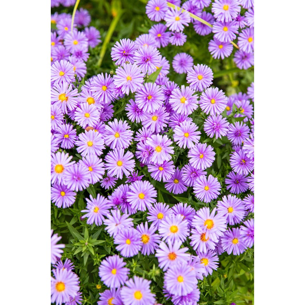 Lila Aster Blüten