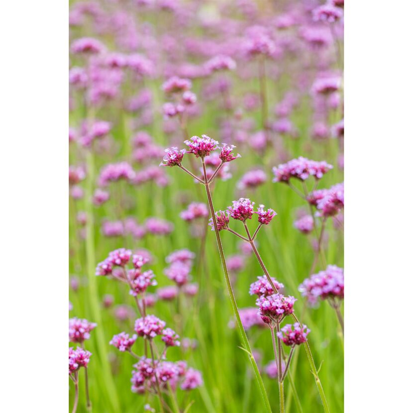 Lila Blütenmeer auf grünem Feld