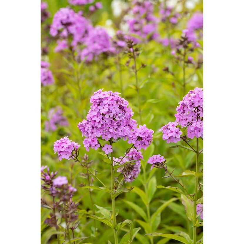 Lila Phloxblüten im Garten