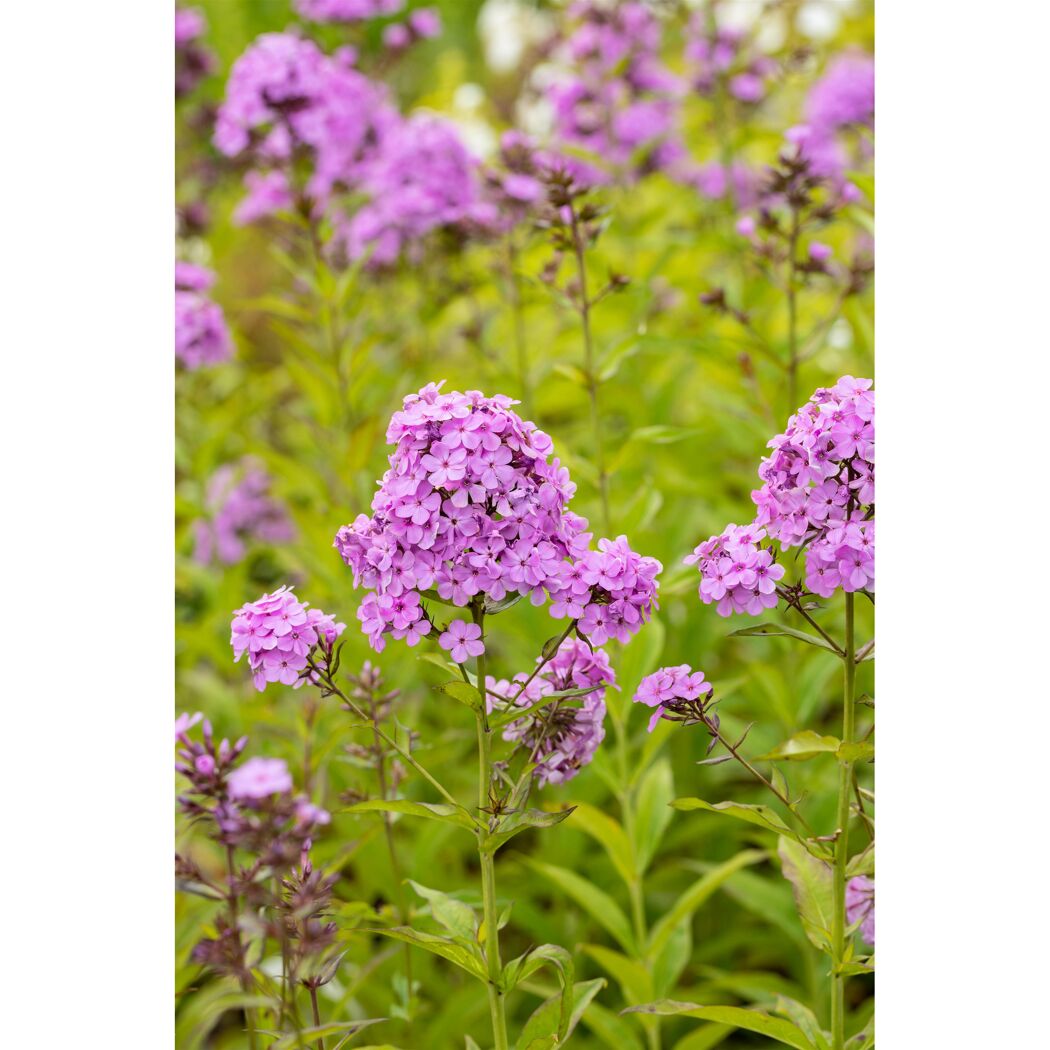 Lila Phloxblüten im Garten