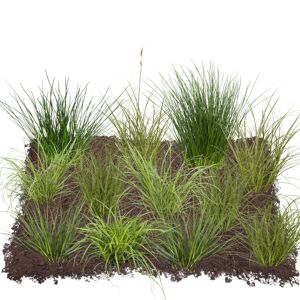 Gräser-Set 'Bodendecker' 12 Pflanzen für 2,5 m²