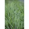 Nahaufnahme von grünem Gras