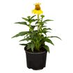 hauptbild
