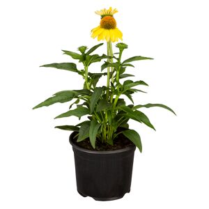 Polsterstauden verschiedene Sorten, 15 cm Topf