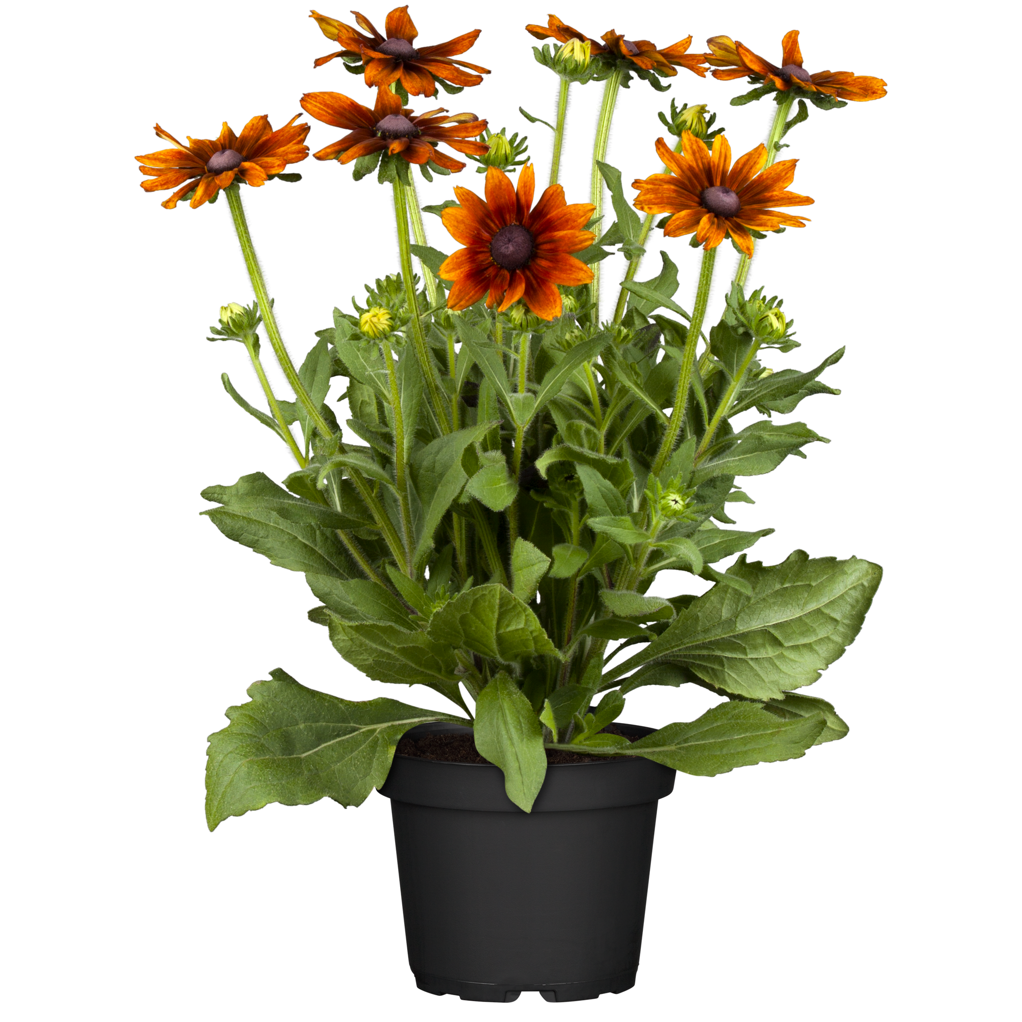 Polsterstauden verschiedene Sorten, 15 cm Topf