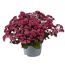 Fetthenne Sondersorten 13 cm Topf