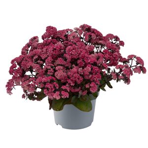 Fetthenne Sondersorten 13 cm Topf