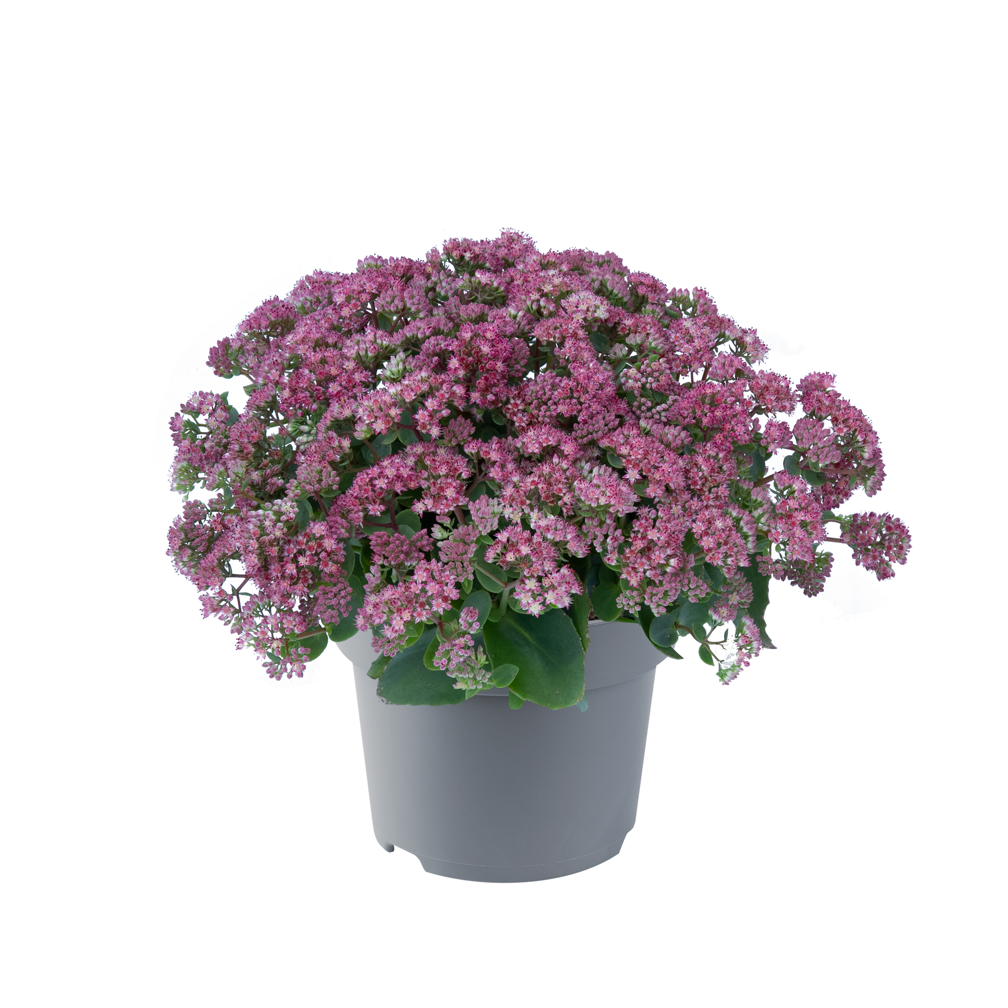 Fetthenne Sondersorten 13 cm Topf