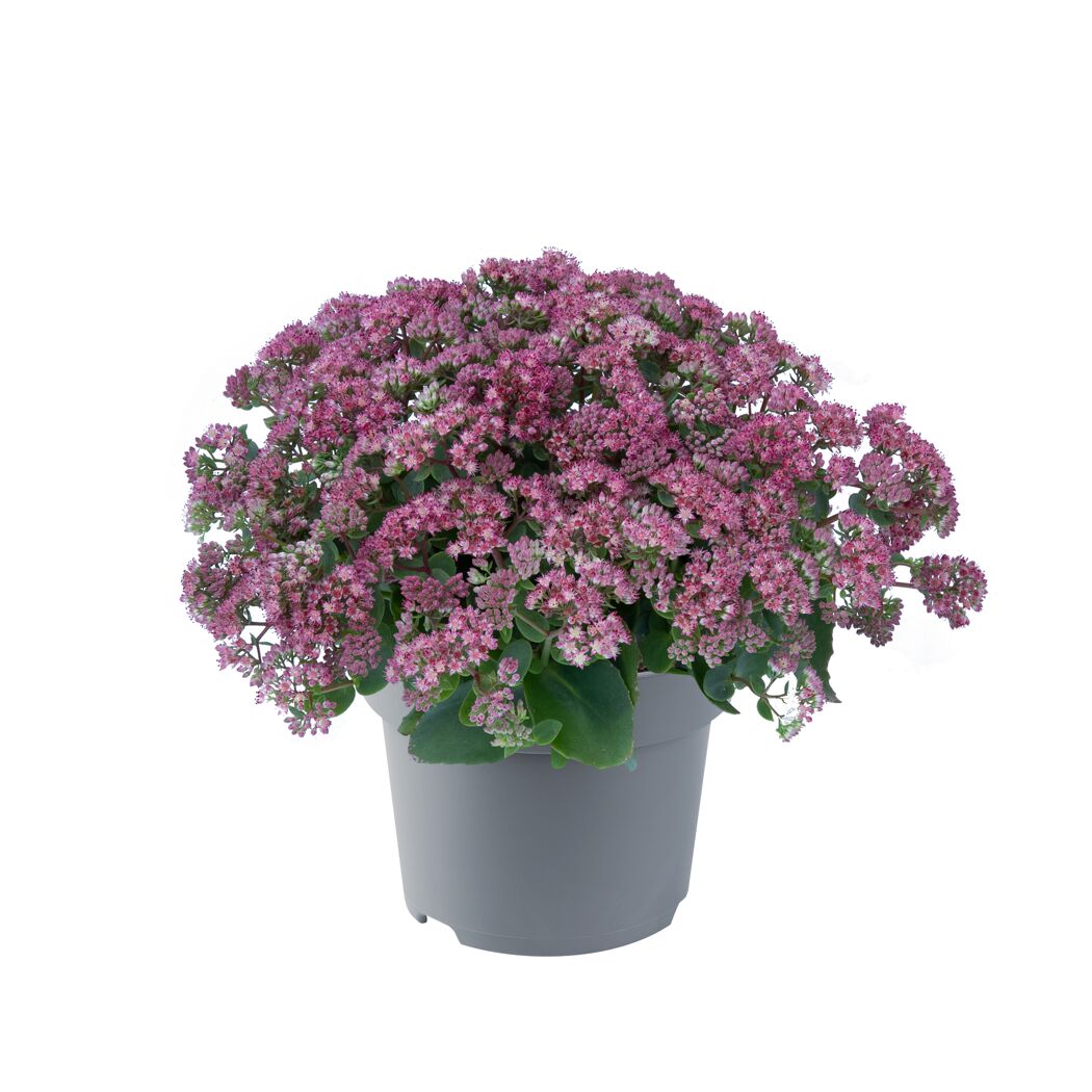 Fetthenne Sondersorten 13 cm Topf