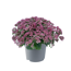 Fetthenne Sondersorten 13 cm Topf
