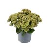 Fetthenne Sondersorten 13 cm Topf