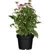 Sommerpflanzen verschiedene Sorten, 23 cm Topf