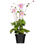 Sommerpflanzen verschiedene Sorten, 23 cm Topf