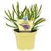 Essbarer Lavendel im Topf