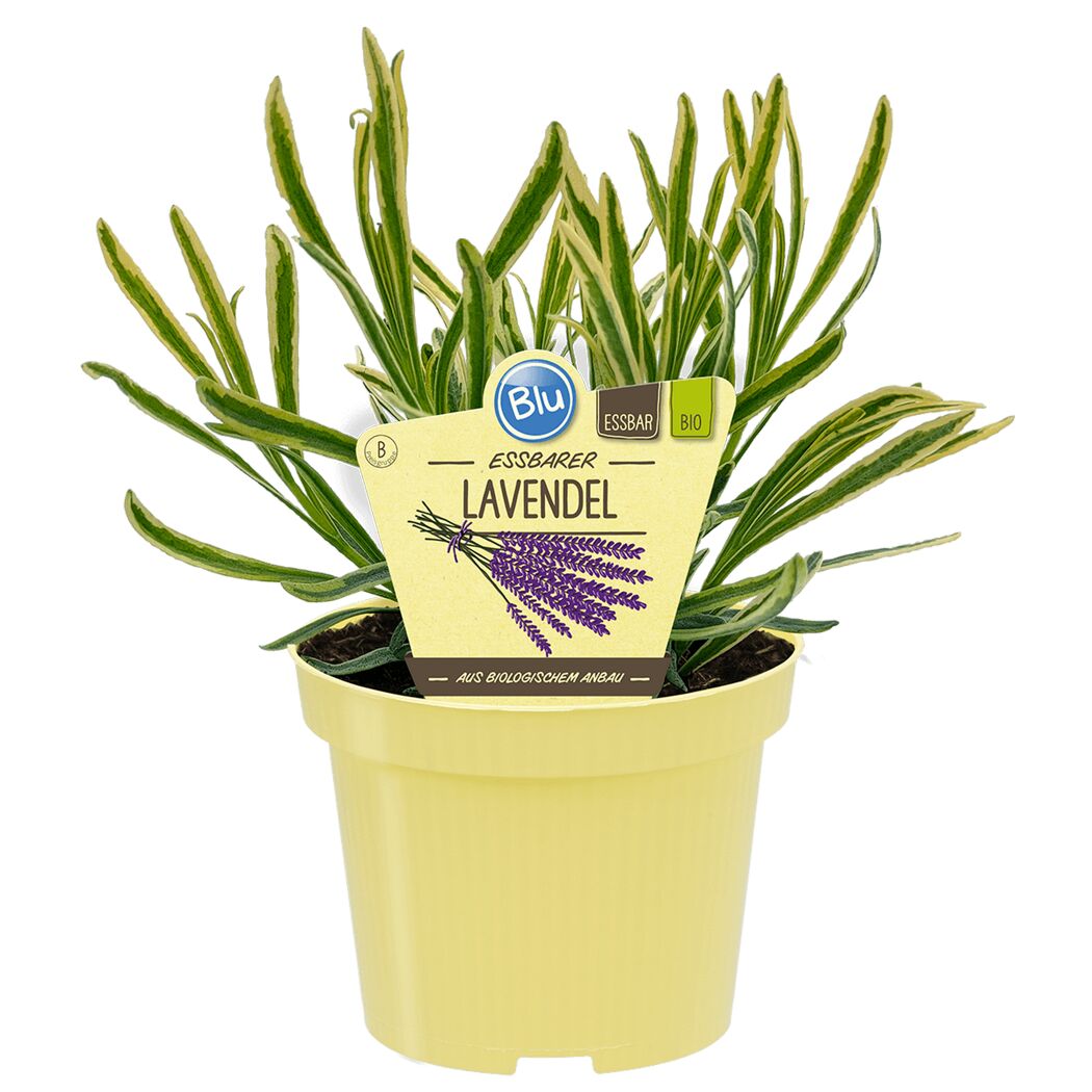 Essbarer Lavendel im Topf