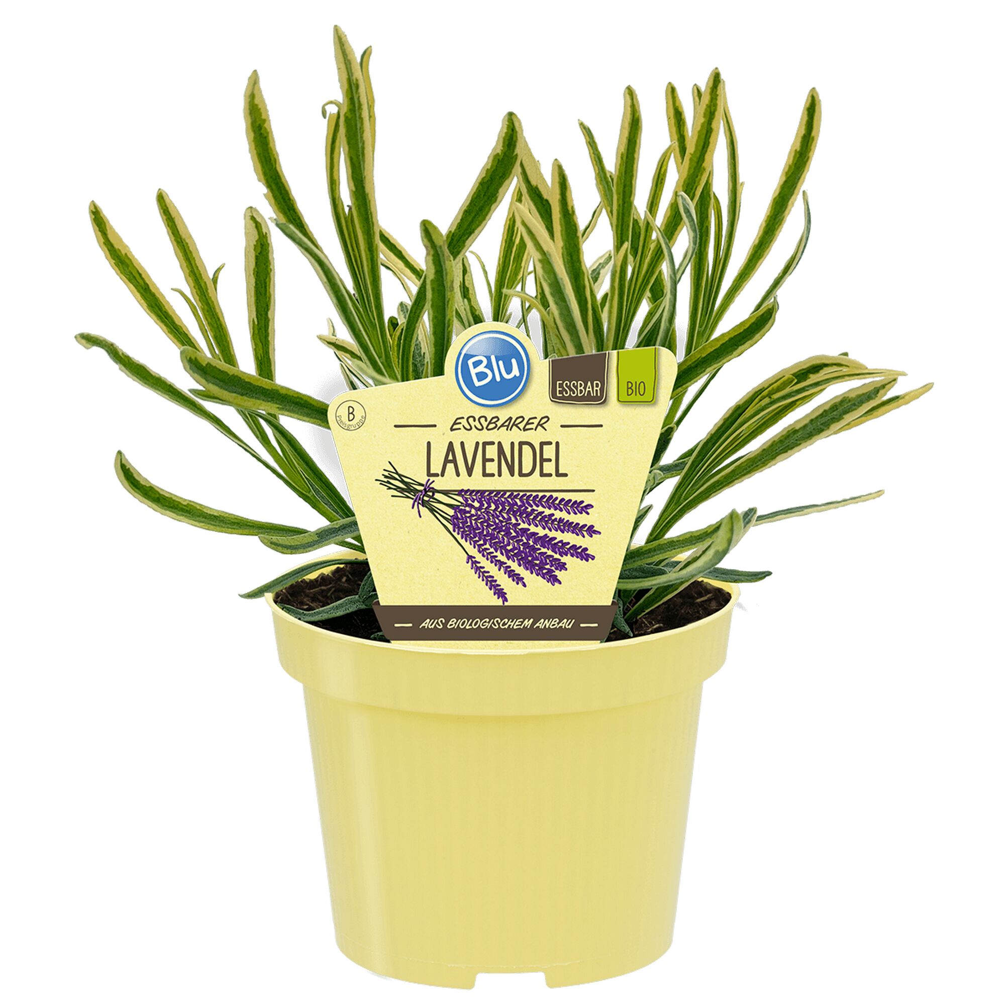 Essbarer Lavendel im Topf